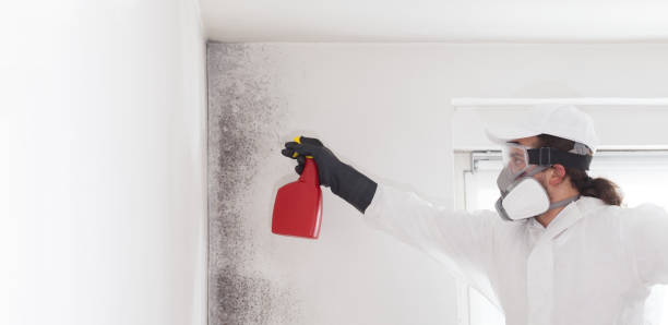 Reliable Scott Af, IL Mold Removal Solutions