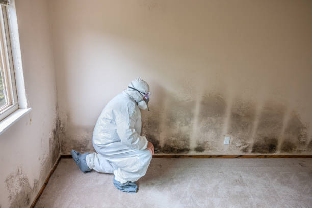 Best Mold Removal Near Me  in Scott Af, IL