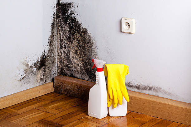 Best Best Mold Removal Companies  in Scott Af, IL