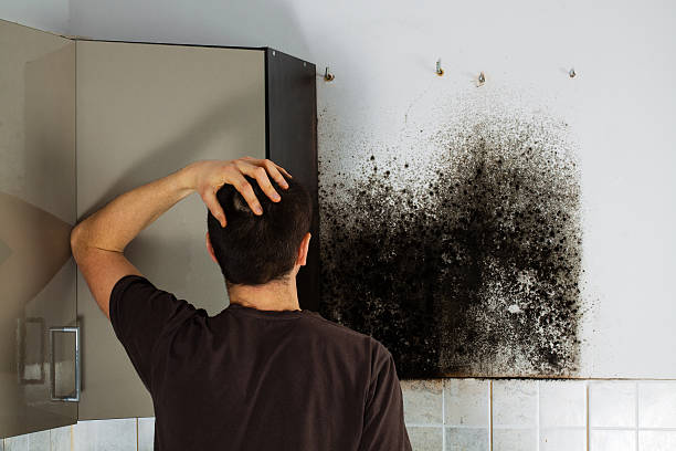 Best Office Mold Removal Services  in Scott Af, IL