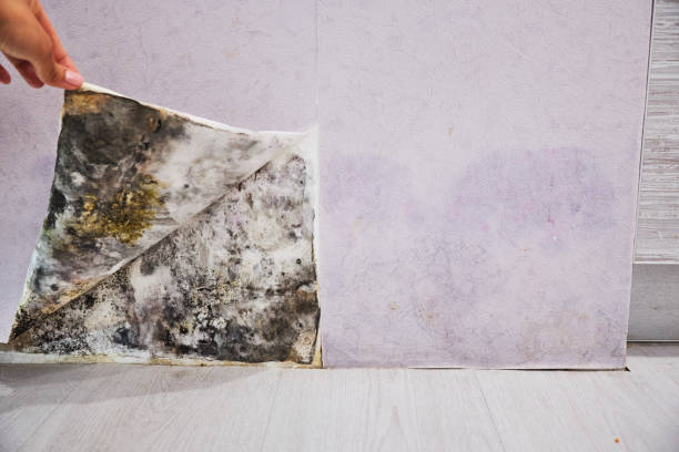 Best Mold Damage Repair  in Scott Af, IL